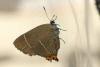 Satyrium w-album
